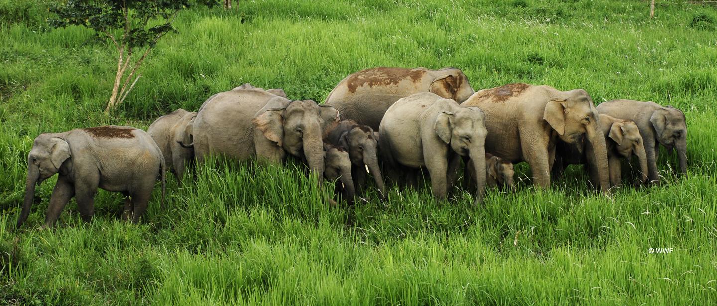 WWF-Thailand