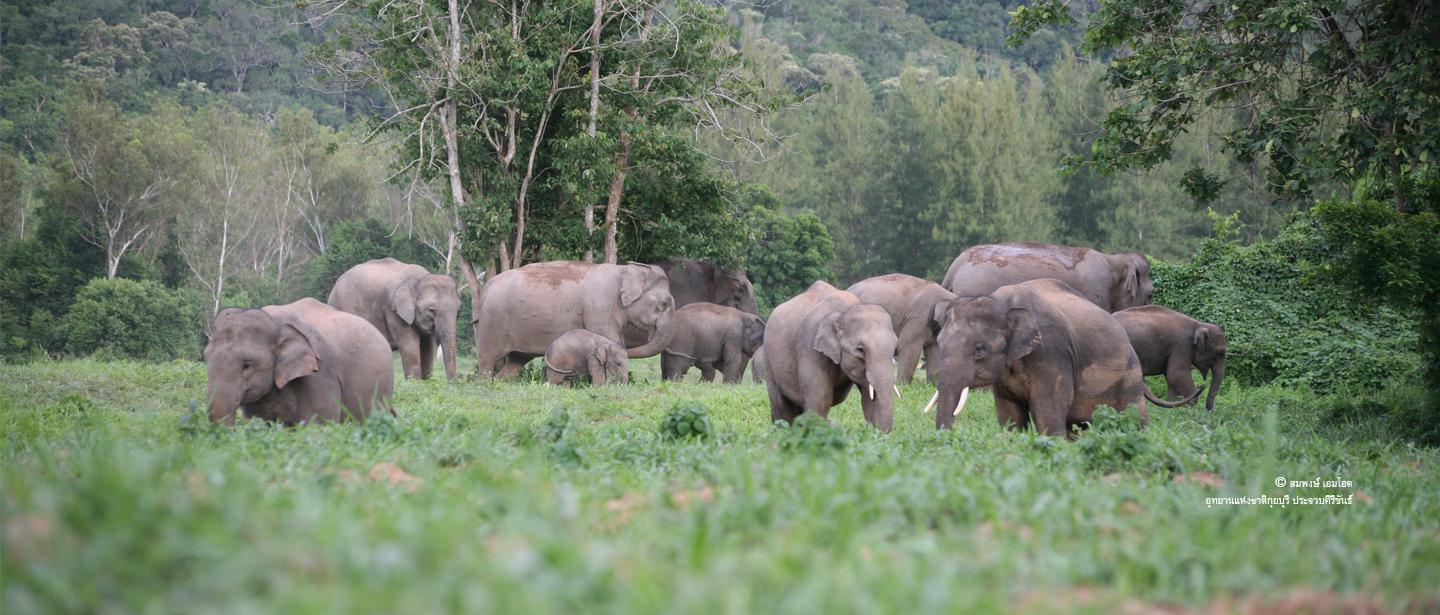 WWF-Thailand