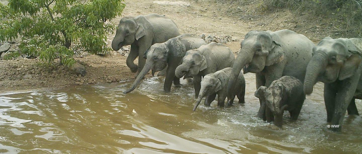 WWF-Thailand