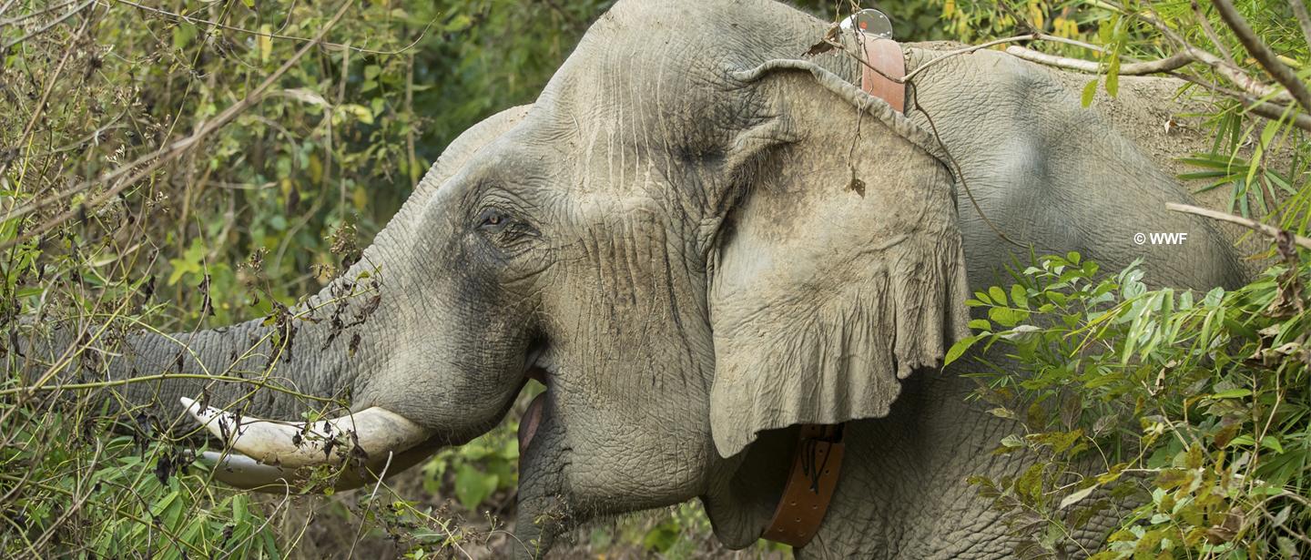 WWF-Thailand Elephant Collar Project