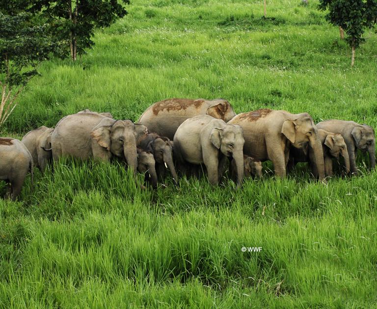 WWF-Thailand