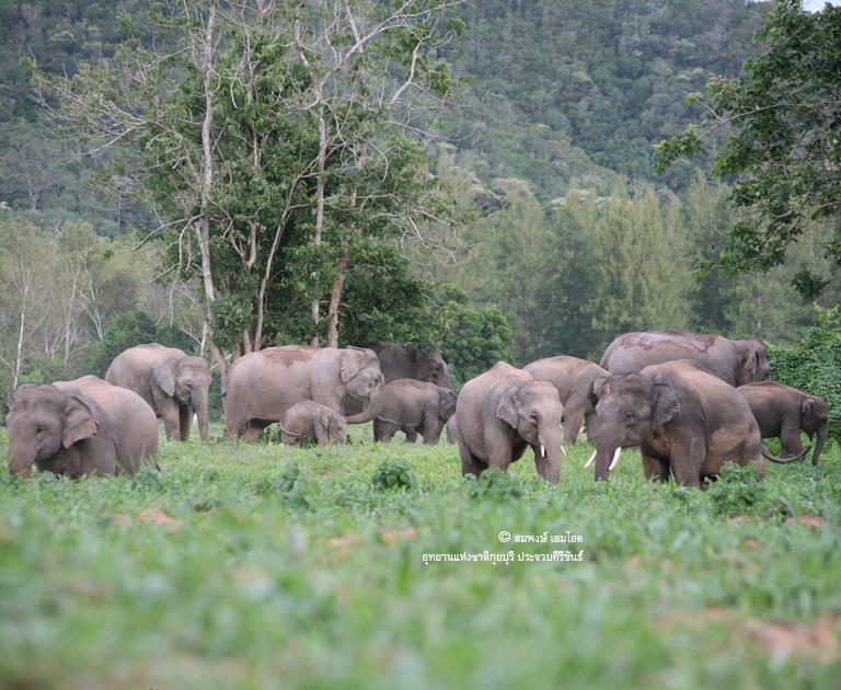 WWF-Thailand