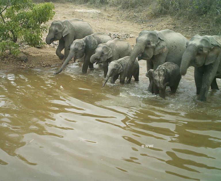 WWF-Thailand