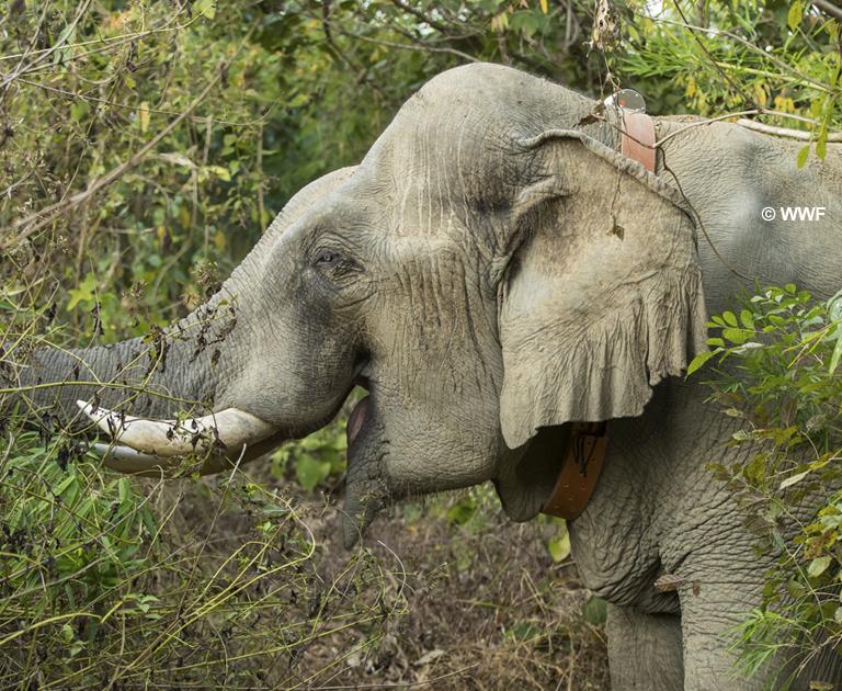 WWF-Thailand Elephant Collar Project