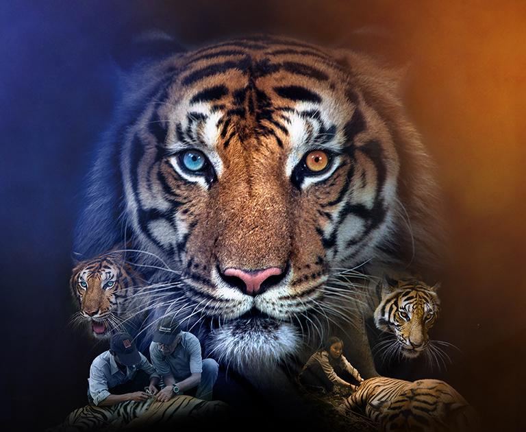 Tiger_header_banner_mobile